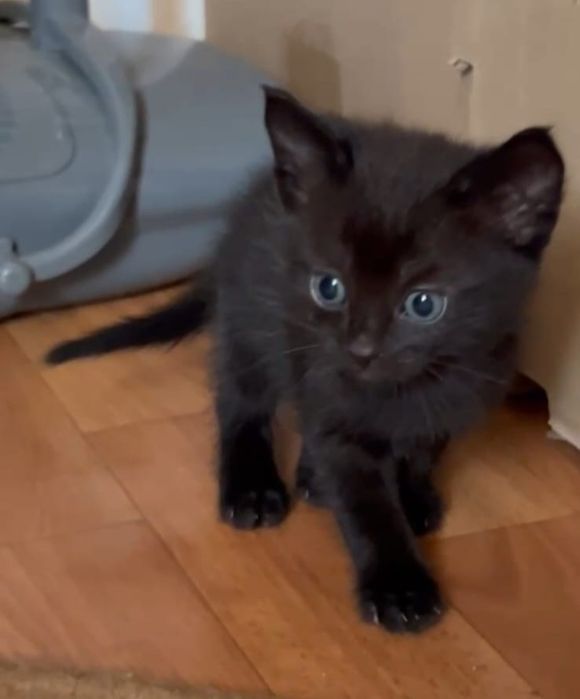 Отдам котят в добрые руки