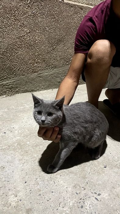 Скотиш страйт4 месяц