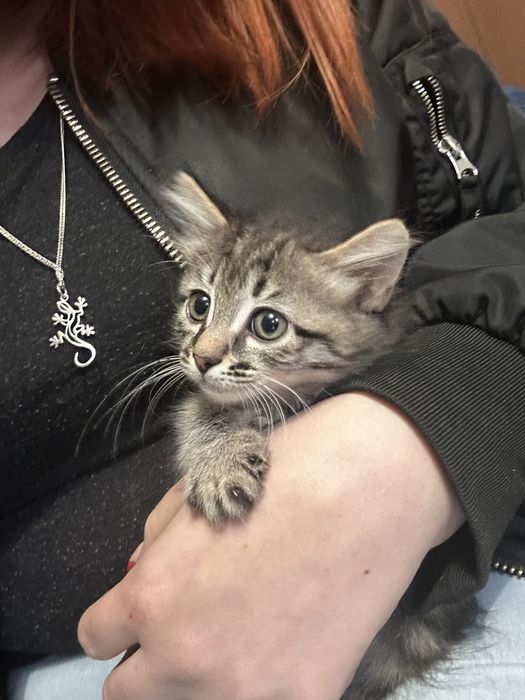 Отдам в хорошие руки кошек