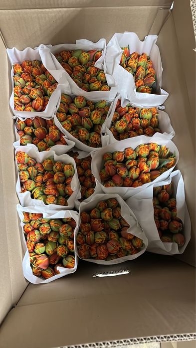 Тюльпаны Оптом и Розница