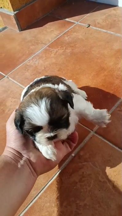 Shih tzu      t a l i e      m i c a