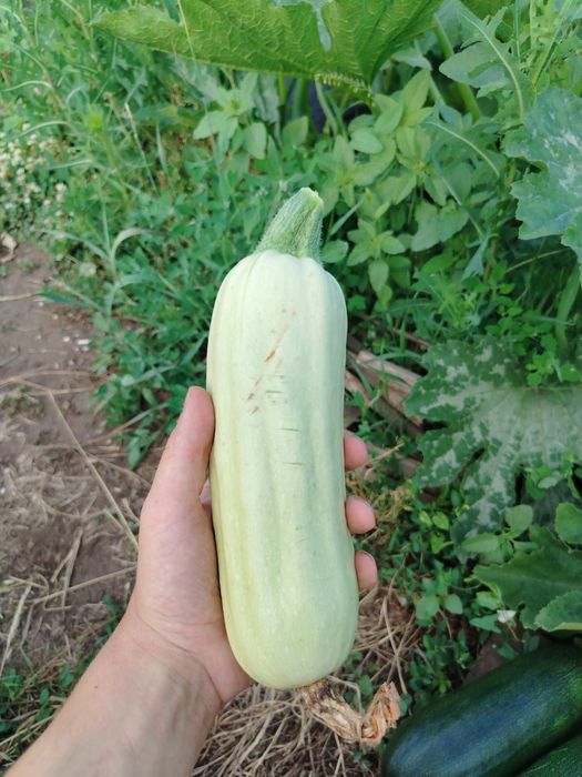 Продам кабачки и зелень с огорода