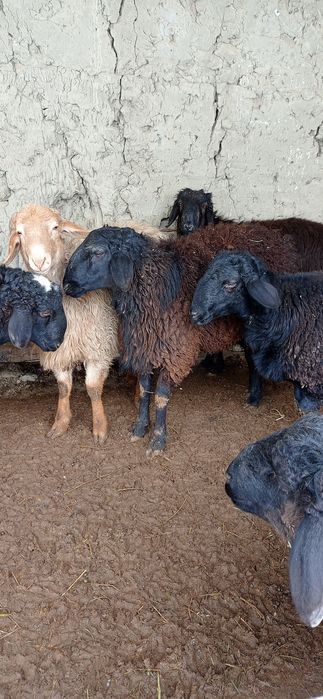 Katta semiz xorozlar fotosuratlar