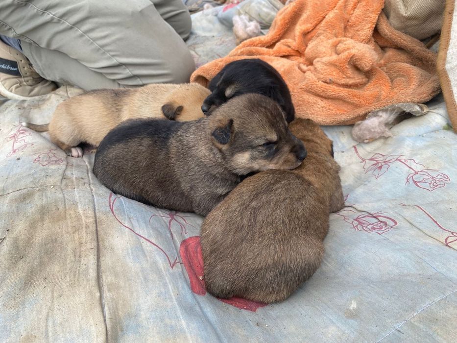 Отдам в добрые руки