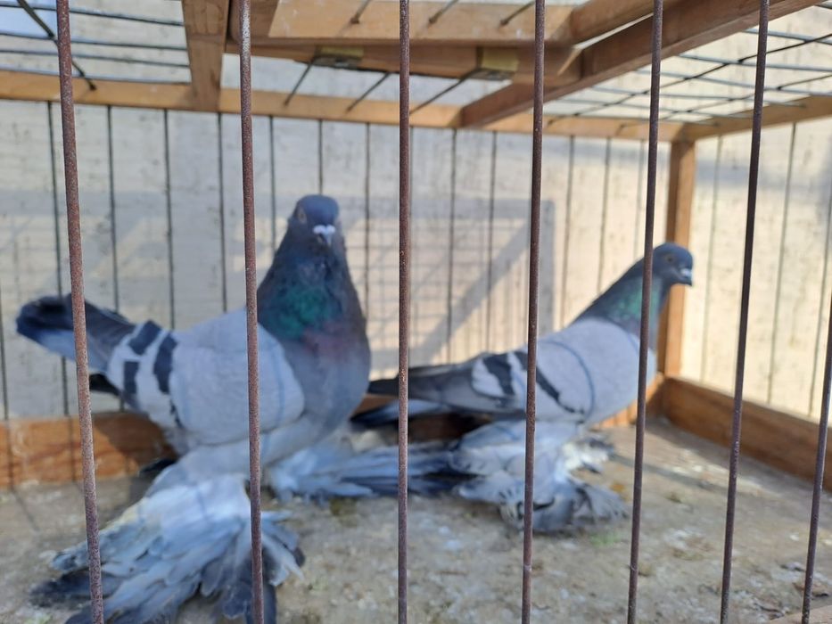 Голуби сизые ,удэ,сиреневые