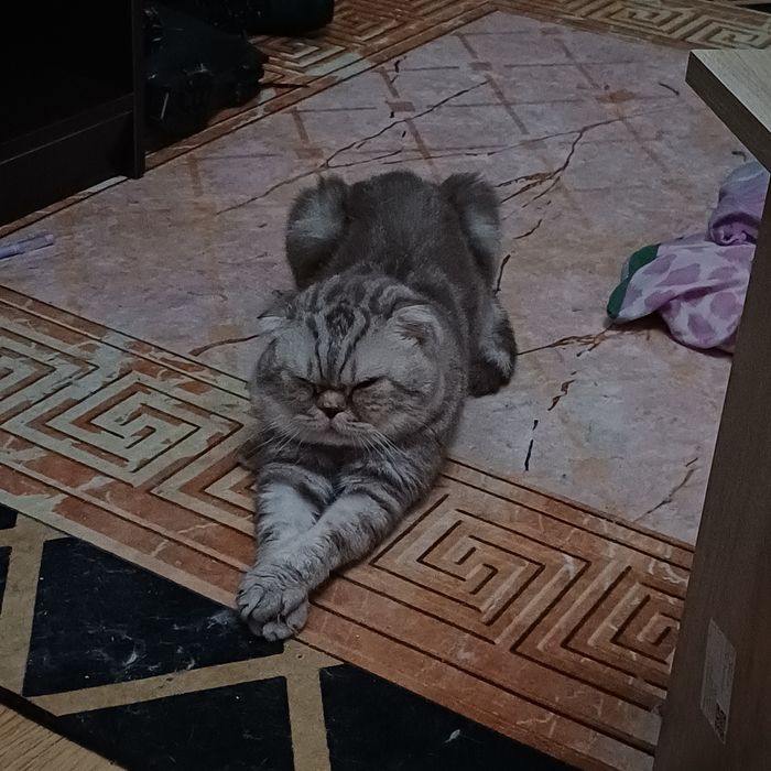 вязка кота веслоухий