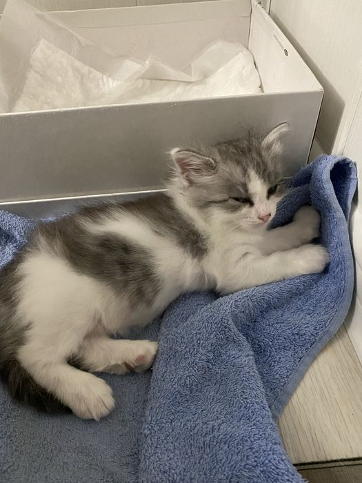 Отдам в добрые руки котенка ( девочка)