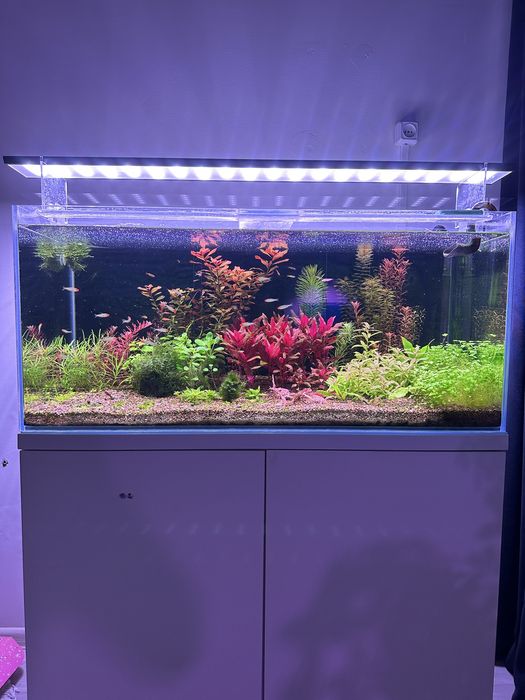 Аквариум 200л (100×45×45) Optiwhite + тумба + растения