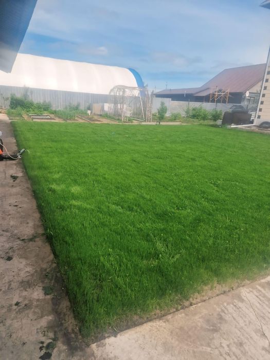 Газон рулонный посевной