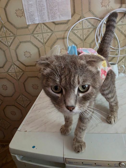 Отдам кошечку  вислоушка