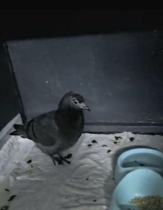 Помогите спасти  голубят!