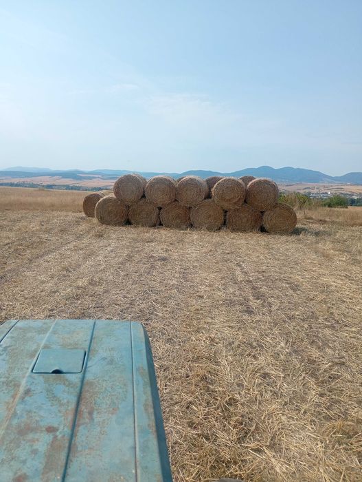 Vând baloți rotunzi paie 50 lei balotul