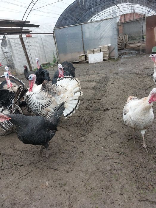 Домашни пуйки. Български ,9месеца