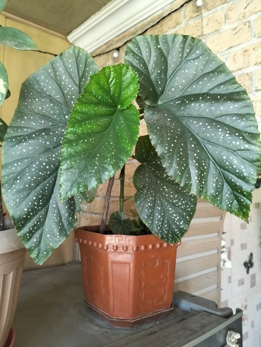 Комнатные цветы для дома и офиса