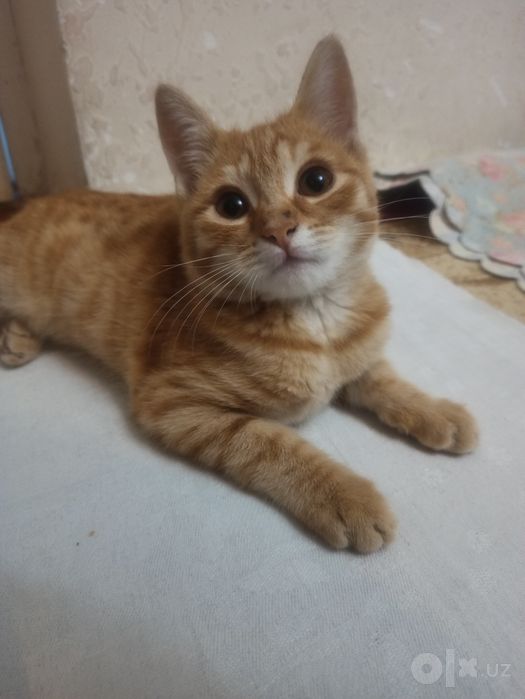 Мальчик и девочка котята