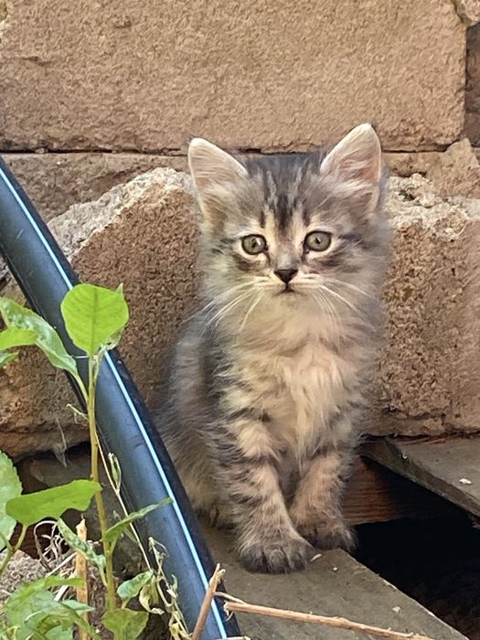 Котята 3 месяца милые