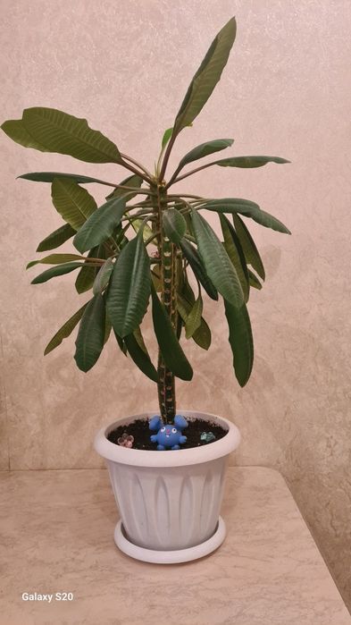 Цветы для офиса, школы и дома