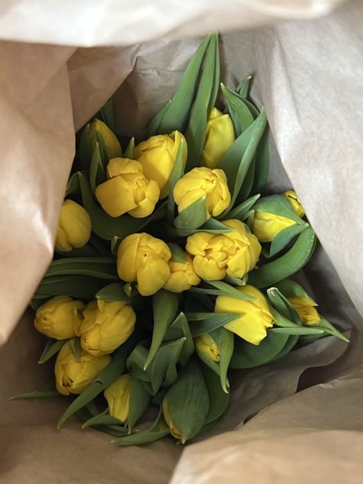 Продаем голландские тюльпаны