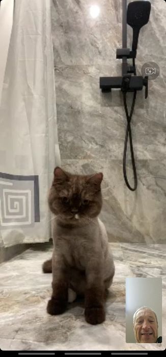 Породистый Британский кот