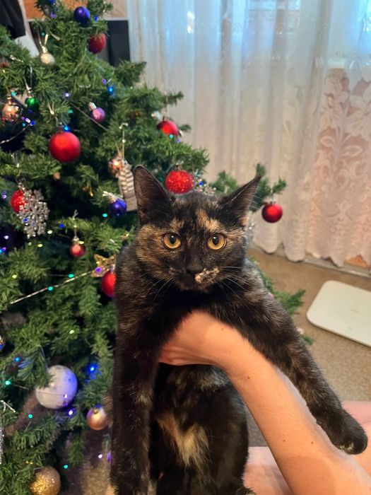 Котёнок 3 месяца