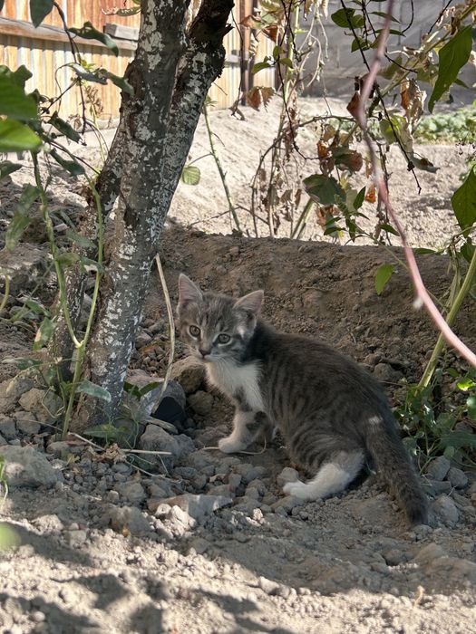 Отдадим котенка в хорошие руки