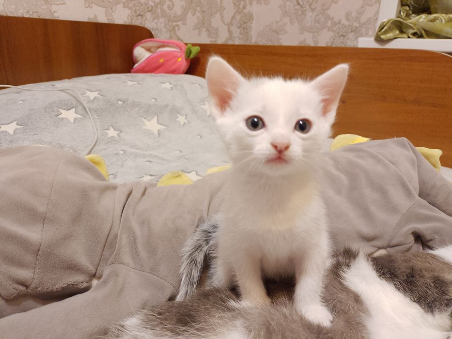 Отдам котят в хорошие руки
