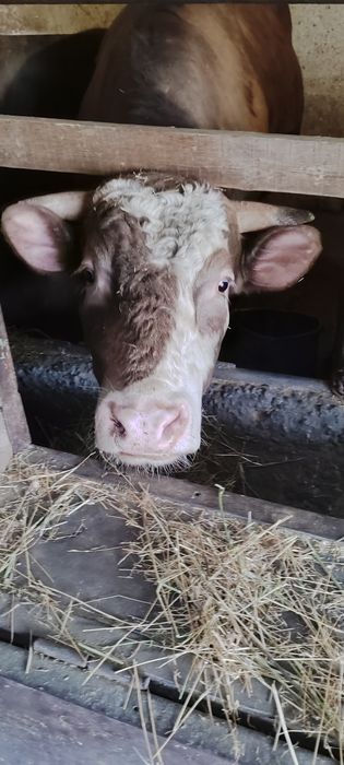 Бык Большой продам