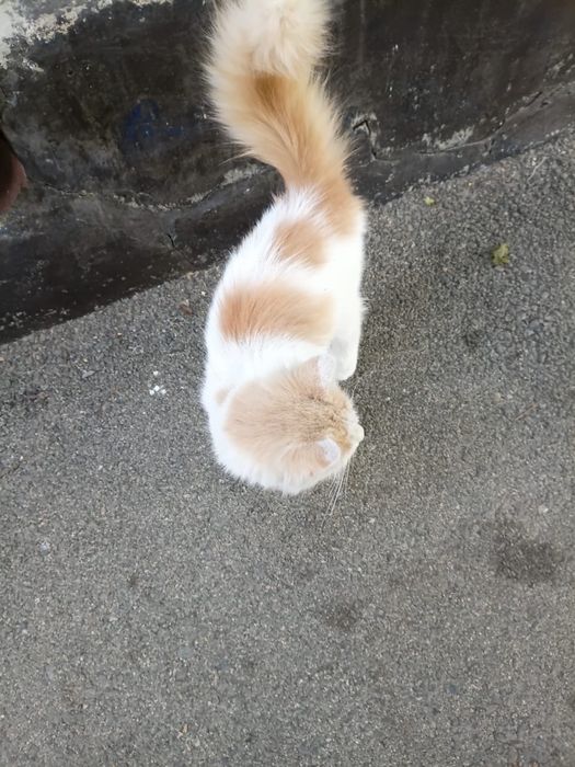 Отдам котенка в добрые руки