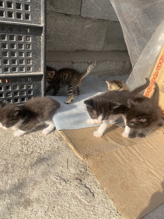 котята домашние.