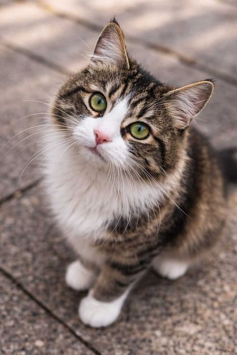 Feli - pisica "vorbăreaţă"