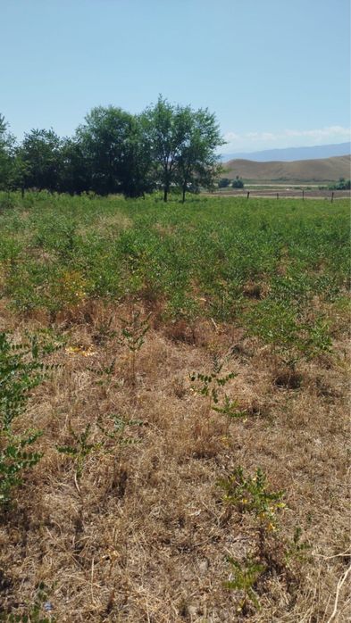 Продается участок в селе Карасай, возле Узынагаша