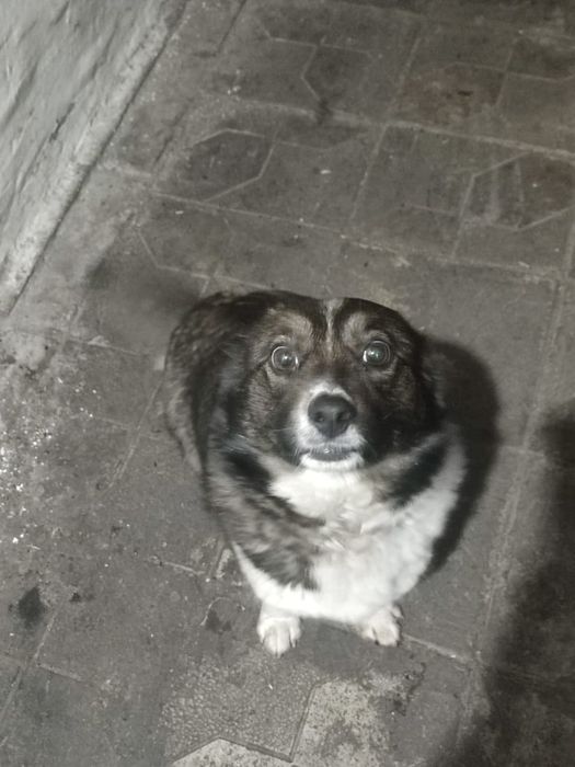 Майкудук. Щенок в добрые руки