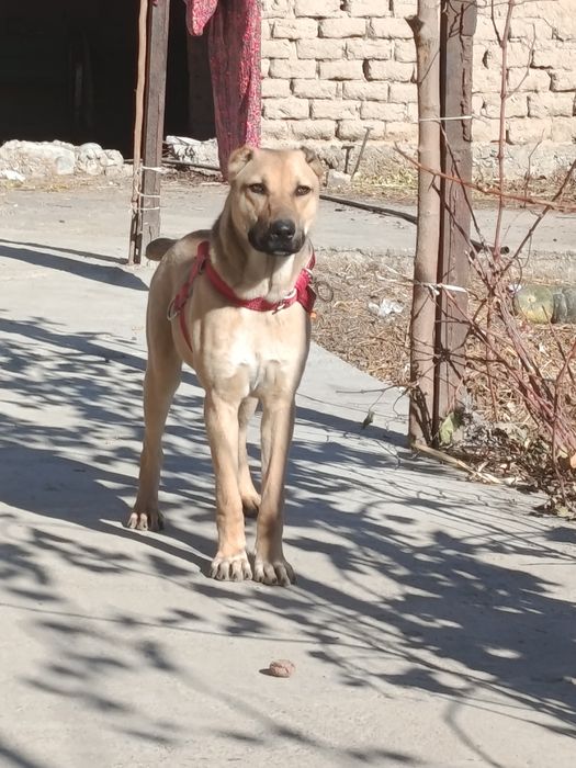 Gibrit zoti sogʻlom