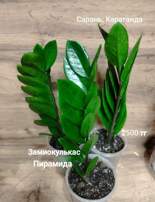 Замиокулькас разный