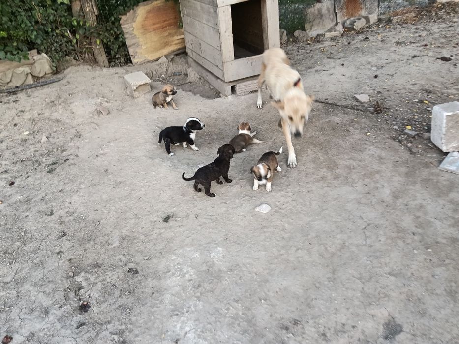 Adopți de cățeluși