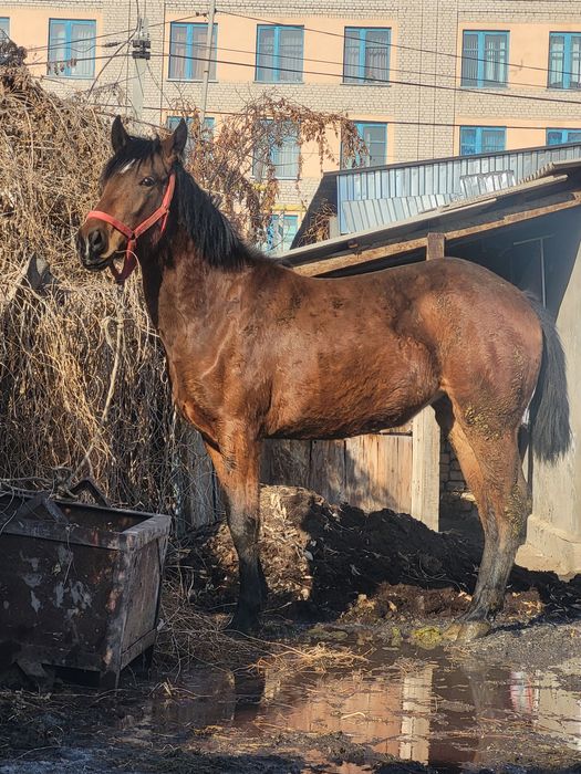 Продам лошадь полукровка