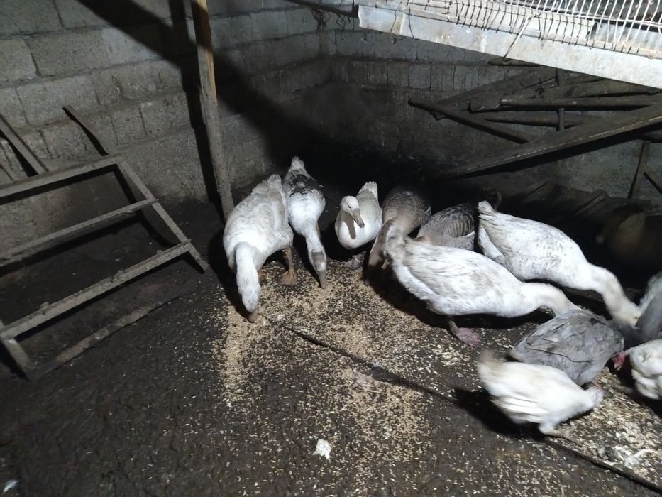 Продаётся  гуси куры