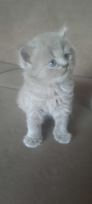 Британские котята 35000