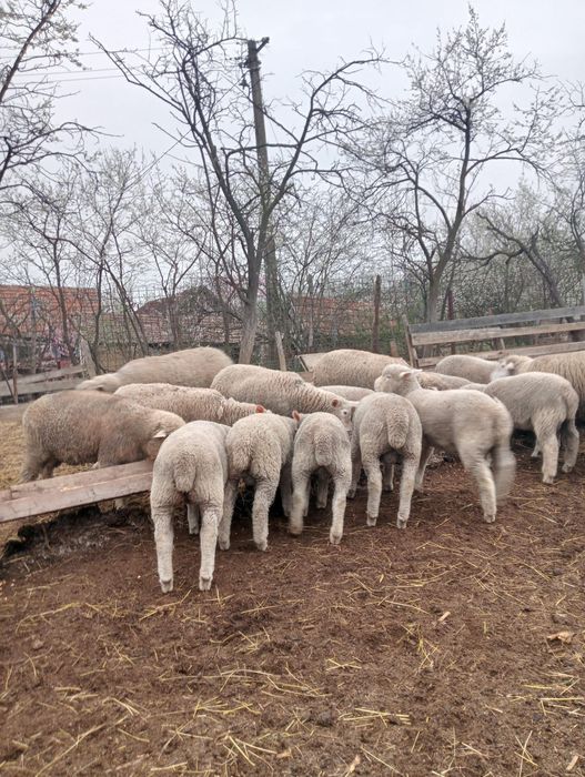 Berbecuți Ille de France