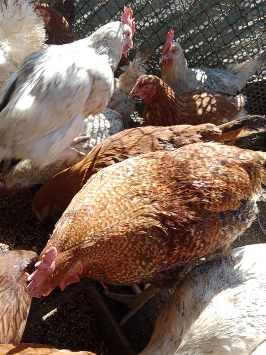 Петухи Бильфелдер