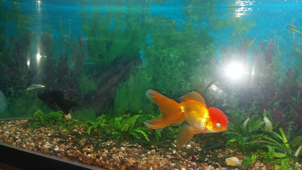 Продам Аквариум 280 литров