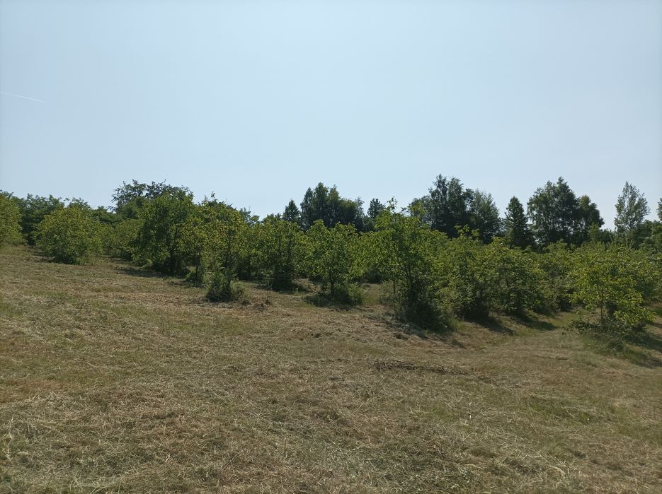 Vând 7500 mp teren in Șinteu