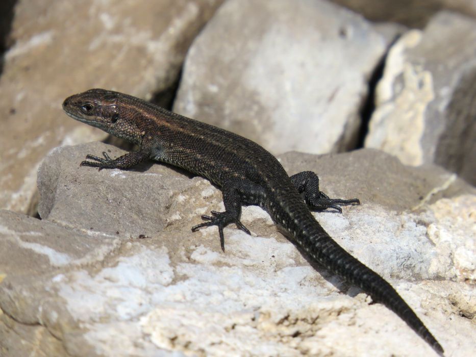 Kaltakesaklarni yo’q qilish xizmati dezinfeksiya