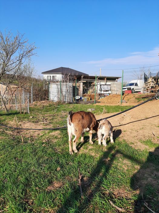Capra de Camerun cu ieduț