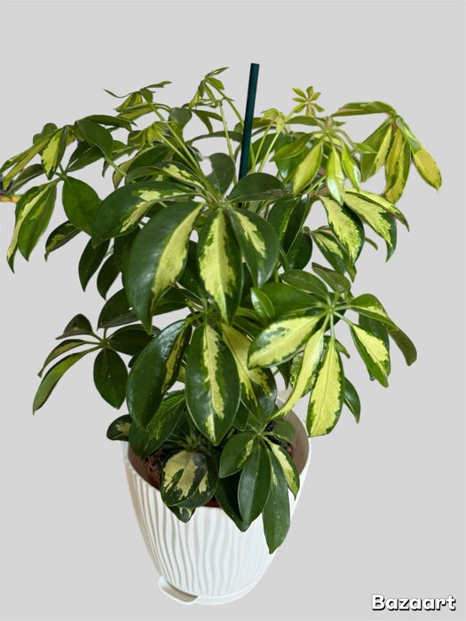 Шефлера Герда в подарок на 8 марта