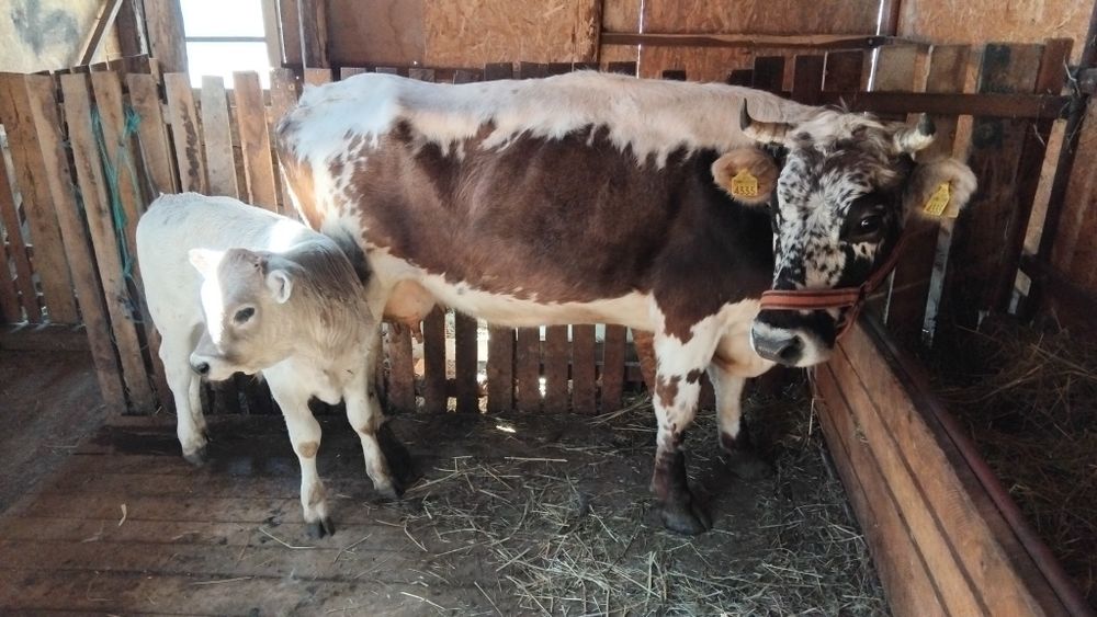 Vând vaca cu vitel tauras