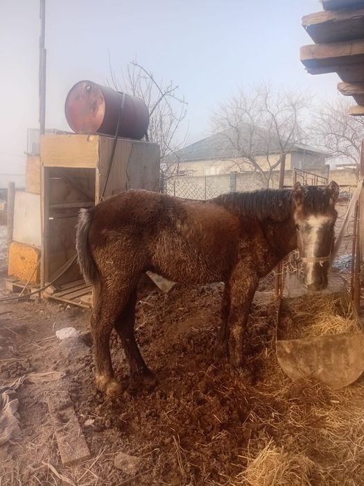 Продам лошади в дача Ветеране
