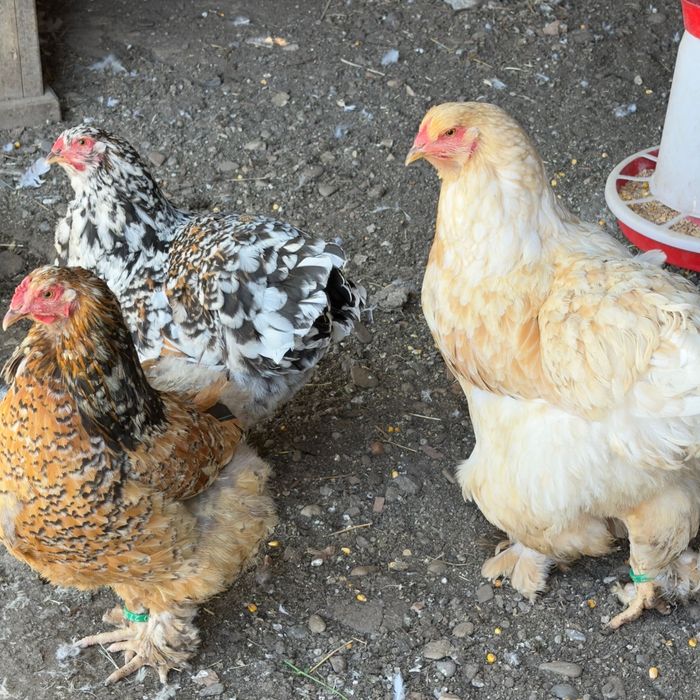 Găini şi cocoşi Brahma Porțelan