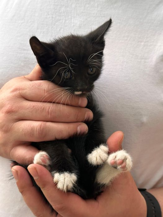 Pui de pisica spre adoptie