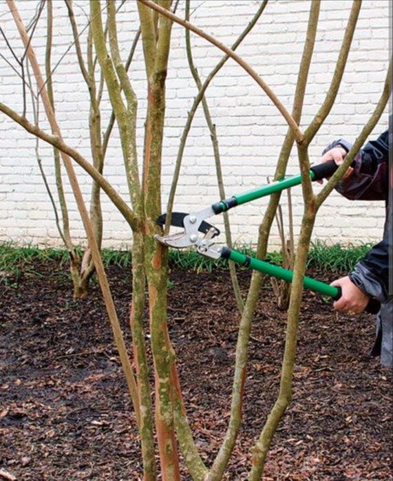 *TUNDERE/Taiere/Toaletare Pomi - Viță De Vie*